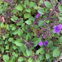 Acinos alpinus 